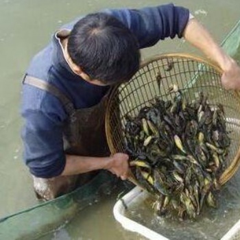 湖北水產養殖泥鰍苗鱸魚