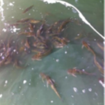 漁添下10號水產養殖
