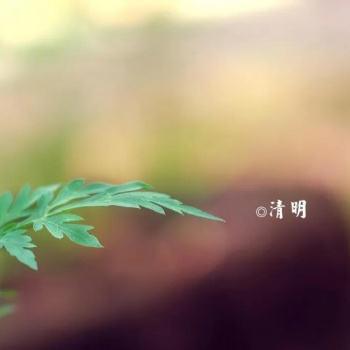賢風(fēng)吟古琴防開裂保養(yǎng)常識