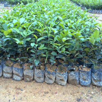 良種油茶苗 福建油茶苗 油茶袋苗 嫁接油茶苗 油茶豐產栽培技術