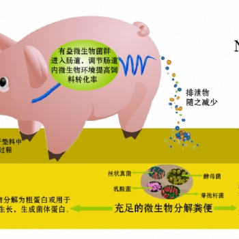 遠離臭味養(yǎng)“香豬”北京金寶貝幫你實現(xiàn)