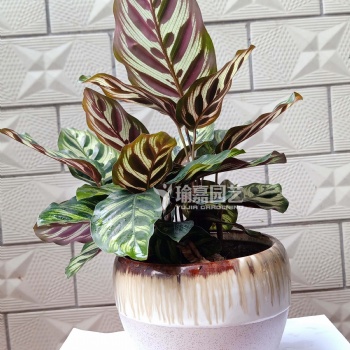 廣州綠植出租，綠植租擺，植物養護，苗場**，價格實惠！