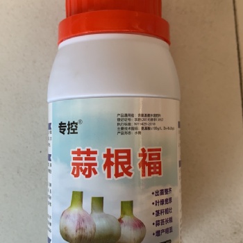 大蒜增產好肥料，蒜根福，用三遍增產明顯看的見
