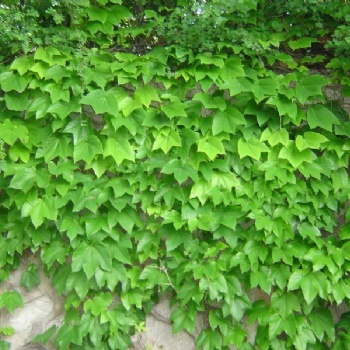 冬天綠化爬藤草種草籽批發
