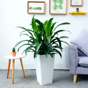 廣州綠植出租，設計擺放，花卉種植養護一步到位。