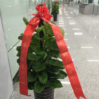 黃埔科學(xué)城鮮花綠植園林綠化盆景盆栽花卉出租銷售