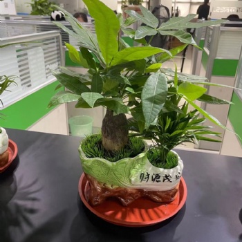 廣州辦公室綠植租擺、花卉租賃、綠植養護、綠植銷售