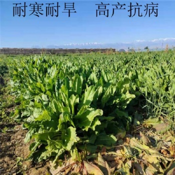 食葉草種子產(chǎn)量高達15噸，播種當月就能收割，一次播種可穩(wěn)定高產(chǎn)25年