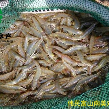 偉民富山水產——南美對蝦蝦苗存活關建