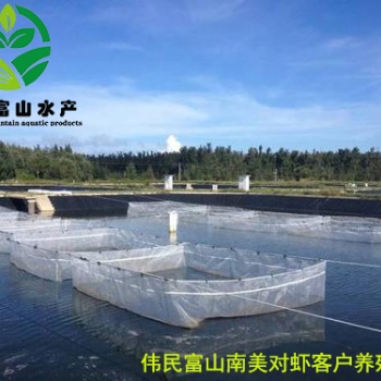 偉民富山南美對蝦病變預防