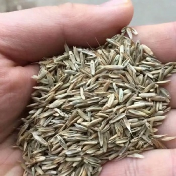 廣西多年生黑麥草種子耐寒耐旱邊坡綠化常用草籽草種批發(fā)廠家供應可開發(fā)票