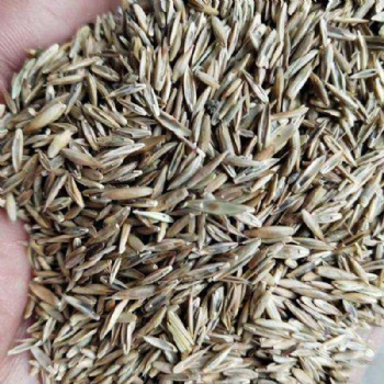 廣西高羊茅種子草坪草籽邊坡綠化工程常用草種批發(fā)承接礦山修復掛網噴播植草