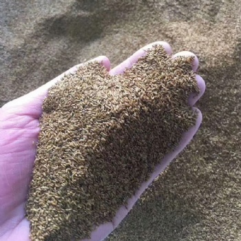 廣西結縷草種子四季常青矮生細葉草坪不修剪綠化耐踐踏草籽草種批發(fā)