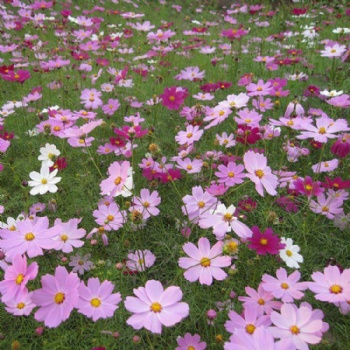 廣西波斯菊種子打造花?；ɑ芨裆；ㄗo坡固土邊坡綠化花種批發(fā)