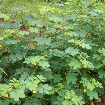 廣西基地直供豬屎豆種子礦山修復護坡綠化灌木種子批發(fā)量大優(yōu)惠