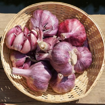 西北特產(chǎn)甘肅民樂紫皮大蒜