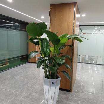 鮮花綠植租擺、辦公室綠植設計、寫字樓綠植租擺開荒保