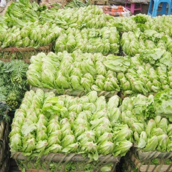 東莞蔬菜配送公司/工廠食堂承包/線上下單優菜王