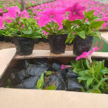 石家莊草花批發(fā)，石家莊矮牽牛批發(fā)基地，時令草花彩葉草批發(fā)
