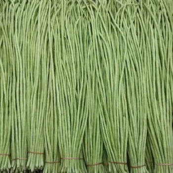 翠綠色長條豇豆菜種子蔬菜基地綠長條豆角種子種植技術