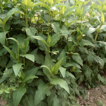 多年生牧草種子廠家 高產耐旱 可以收25年 華夏菊種子