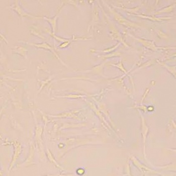 人軟骨細(xì)胞C-28I2智立中特生物