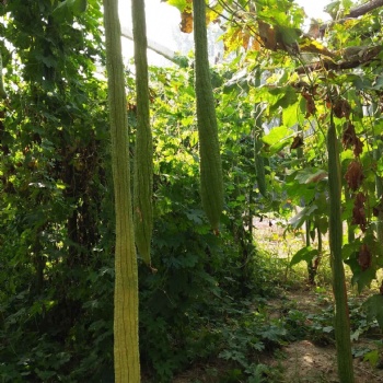 蔬菜絲瓜種子 長絲瓜種子 絲瓜種子