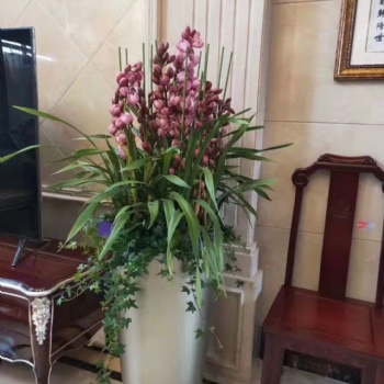 海珠區(qū)綠植租擺，越秀區(qū)公司花卉盆景租憑，可開發(fā)票，免費(fèi)送貨上門。