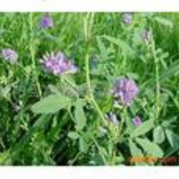 紫花苜蓿種子批發紫花苜蓿種子批發