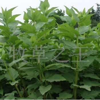 串葉松香草種子批發 種植簡單 花卉種子齊全