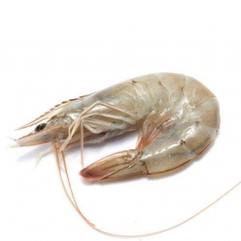 厄瓜多爾白蝦水產(chǎn)品海鮮進(jìn)口青島港**資料
