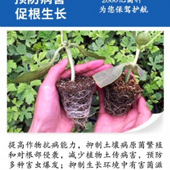 土壤板結(jié) 鹽份過重 植物不長 如何使用微生物菌劑防治