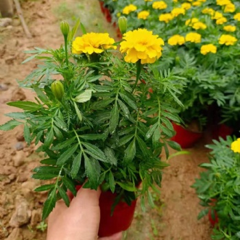 張家口草花批發(fā)基地，街道綠化批發(fā)時令花卉，孔雀草批發(fā)價格