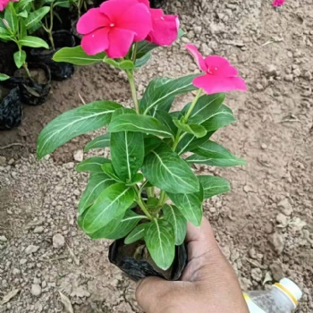 棗莊草花批發(fā)基地，孔雀草種植批發(fā)基地，棗莊歐石竹批發(fā)