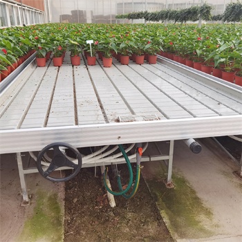 大棚花卉種植移動(dòng)苗床 固定苗床安裝 水肥一體化設(shè)計(jì)