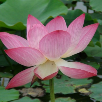 濕地荷花苗種植 大型觀賞荷花種苗 當(dāng)年開花